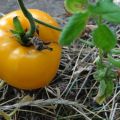 Description de la variété de tomate Golden Bull et de ses caractéristiques