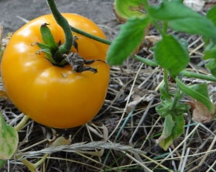 Description of the tomato variety Golden Bull and its characteristics