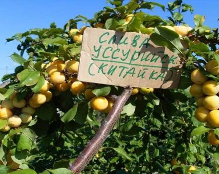 Description de la variété et des types de prune Ussuri, caractéristiques distinctives et culture