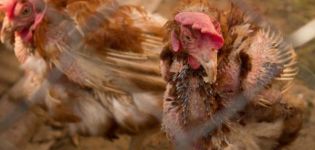 Symptoms and causes of mycoplasmosis in domestic chickens, fast and effective treatment