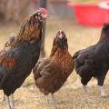 คำอธิบายและลักษณะของสายพันธุ์ไก่ Araucana คุณสมบัติการผสมพันธุ์