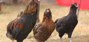 Description et caractéristiques de la race de poulets Araucana, caractéristiques d'élevage