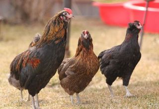 Mga paglalarawan at mga katangian ng lahi ng mga manok na Araucana, mga tampok ng pag-aanak