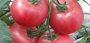 Ciri dan keterangan mengenai varieti tomato Betalux