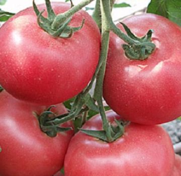 Caractéristiques et description de la variété de tomate Betalux