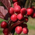 Description et caractéristiques des variétés de pommes Ranetok, dates de maturation et entretien des cultures