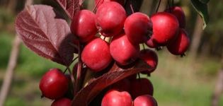 Description et caractéristiques des variétés de pommes Ranetok, dates de maturation et entretien des cultures