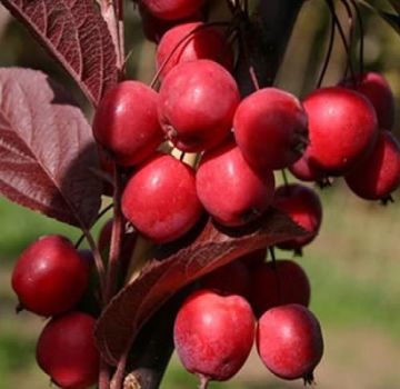 Mga paglalarawan at mga katangian ng mga lahi ng ranetok apple, ripening date at pag-aalaga ng crop