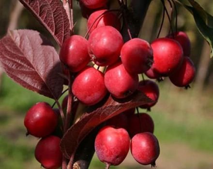 Descripción y características de las variedades de manzana ranetok, fechas de maduración y cuidado del cultivo.