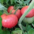 Características y descripción de la variedad de tomate gigante rosa, su rendimiento.