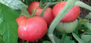 Ciri dan keterangan mengenai varieti tomato gergasi merah jambu, hasilnya