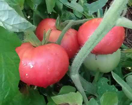 Caractéristiques et description de la variété de tomate géante rose, son rendement