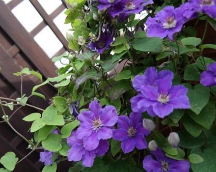 Description of clematis varieties Ashva, planting and care rules