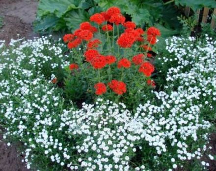 Planting and caring for chickweed in the open field, the best varieties and growing from seeds