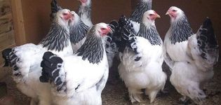 Ciri dan keterangan ayam baka Brahma, pengeluaran dan pemeliharaan telur