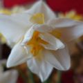 Description and characteristics of the White Lyon daffodil variety, planting and care