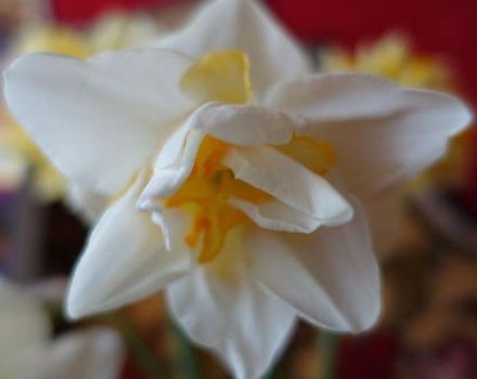 Description et caractéristiques de la variété de jonquille blanche de Lyon, plantation et entretien