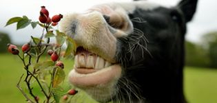 Ce que vous pouvez et ne pouvez pas nourrir un cheval et les règles pour établir un régime