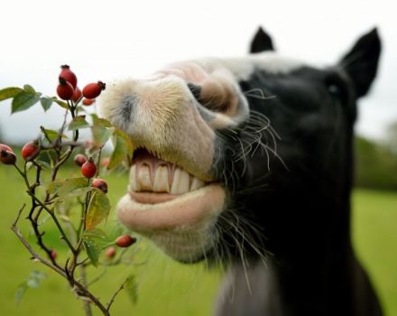 ¿Qué se puede y qué no se puede alimentar a un caballo y las reglas para elaborar una dieta?