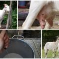 Que faire et comment traiter une chèvre si elle mange mal et donne peu de lait et les raisons