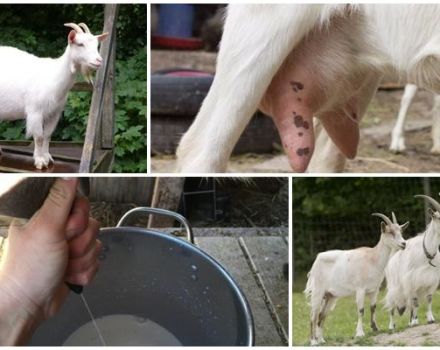 What to do and how to treat a goat if it eats poorly and gives little milk and the reasons