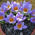 Comment le crocus forcé à la maison est effectué pour le Nouvel An et le 8 mars