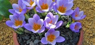 Comment le crocus forcé à la maison est effectué pour le Nouvel An et le 8 mars