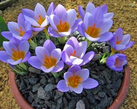 How crocuses are distilled at home for the New Year and March 8