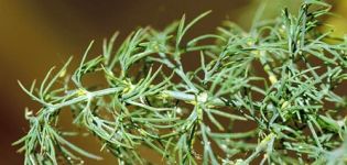 How to get rid of aphids on dill, the better to process folk remedies