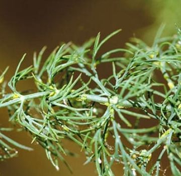 Kaip atsikratyti amarų ant krapų, tuo geriau apdoroti liaudies gynimo priemones