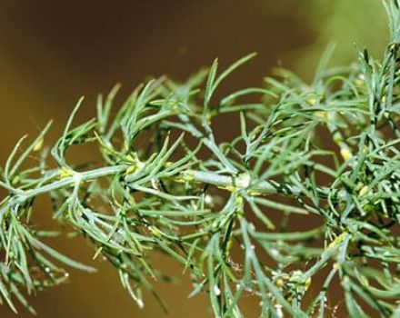 How to get rid of aphids on dill, the better to process folk remedies