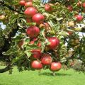 Description and appearance of Berkutovskoye apple trees, cultivation and care