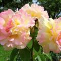 Descripción de la variedad de rosas Gloria Day, plantación, cultivo y cuidado.