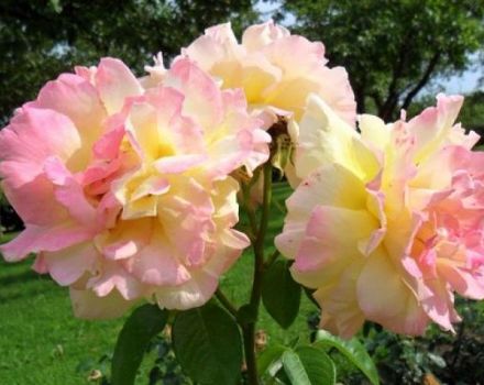 Descripción de la variedad de rosas Gloria Day, plantación, cultivo y cuidado.