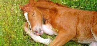 How and how much horses sleep and how to create optimal conditions for their rest