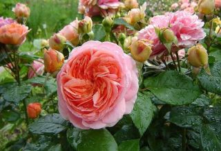 Description of the Chippendale rose variety, planting and care, disease control