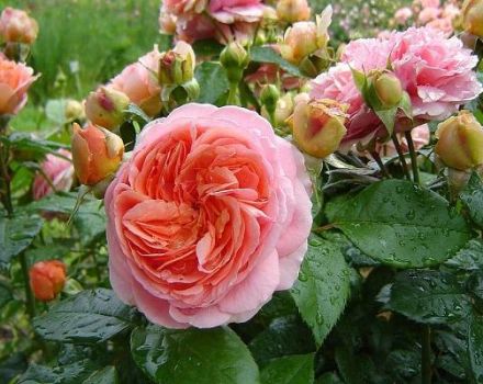 Description of the Chippendale rose variety, planting and care, disease control