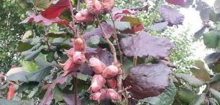 Description et caractéristiques du noisetier à feuilles rouges, plantation et entretien, reproduction