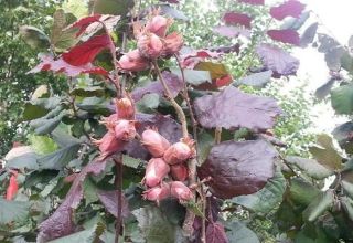 Beschrijving en kenmerken van roodbladige hazelaar, aanplant en verzorging, voortplanting