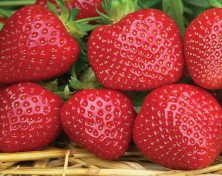 Description and characteristics of the strawberry variety Sensation, growing rules