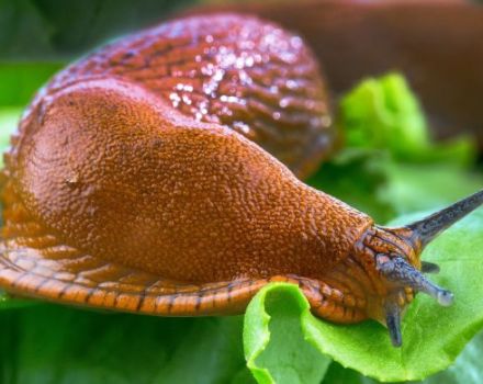 Las formas más efectivas de lidiar con las babosas en los remedios caseros del repollo.