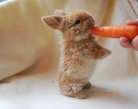 Comment bien ramasser un lapin et un accident vasculaire cérébral, le moment et les étapes de l'accoutumance humaine