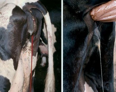 Causes and symptoms of vaginitis in cows, cattle treatment and prevention