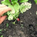 Description of pests of radish (radish) and the fight against them