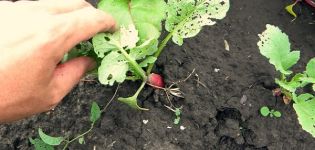 Description of pests of radish (radish) and the fight against them