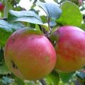 Characteristics of the variety of apple trees Renet Chernenko, description and regions of cultivation