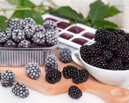 3 best recipes for freezing blackberries in the refrigerator for the winter