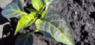 What to do if a pepper has purple leaves in a greenhouse or open field