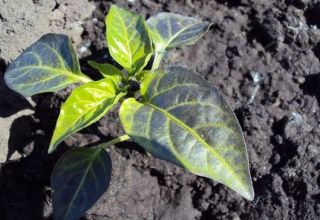 What to do if a pepper has purple leaves in a greenhouse or open field