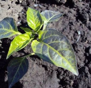 Qué hacer si un pimiento tiene hojas moradas en un invernadero o en campo abierto.